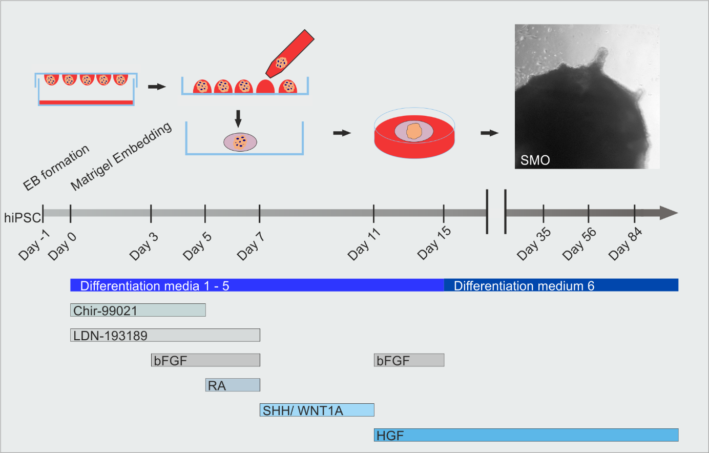 Skeletal muscle organoid induction and timeline of differentiation media applications and growth factor compositions